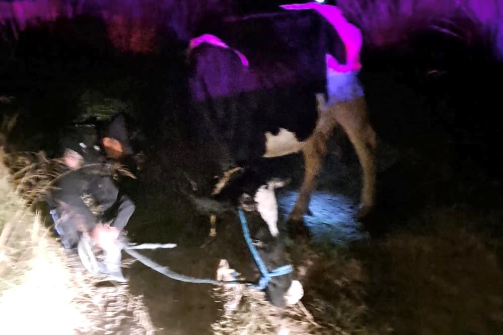 Recupera Policía de Huamantla ganado bovino tras operativo en El Carmen Xalpatlahuaya